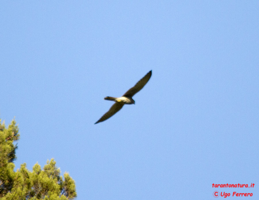 Identificazione rapace, grazie